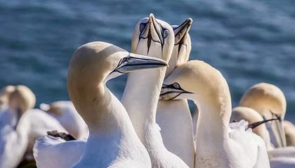 KAIYUN 中国大陆-英超冠军悬念：剧情跌宕，精彩不断！，英超冠军分析