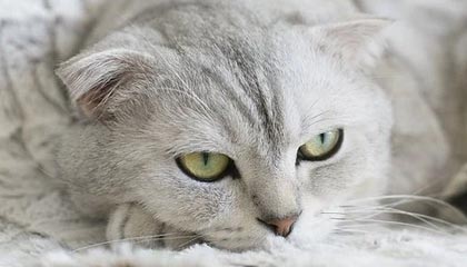 KAIYUN 中国大陆-英超冠军悬念：剧情跌宕，精彩不断！，英超冠军分析