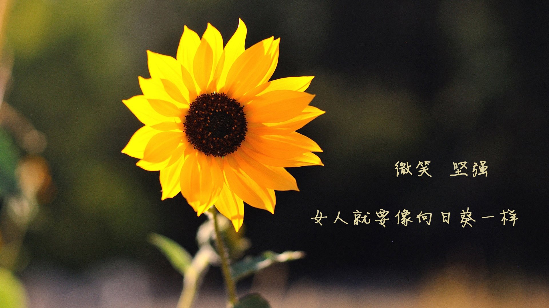 太阳控卫表现抢眼，助球队战胜对手，太阳控球后卫
