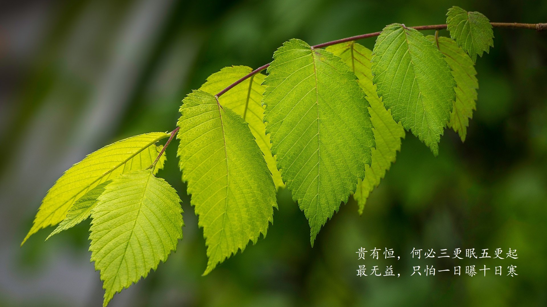 托桑·埃夫布奥姆万成为NBA社交媒体关注焦点，埃托奥布冯