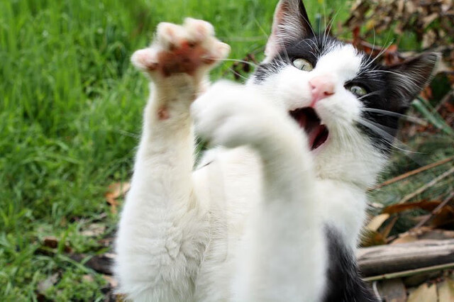 猛龙再度崛起，争夺东部冠军宝座，猛龙东决