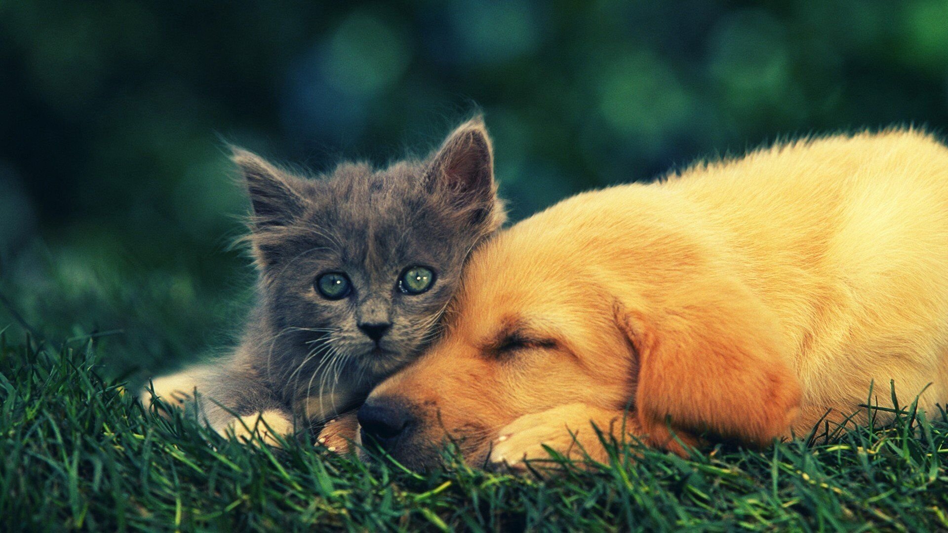 猛龙状态持续下滑，连续吞下败绩，猛龙现状
