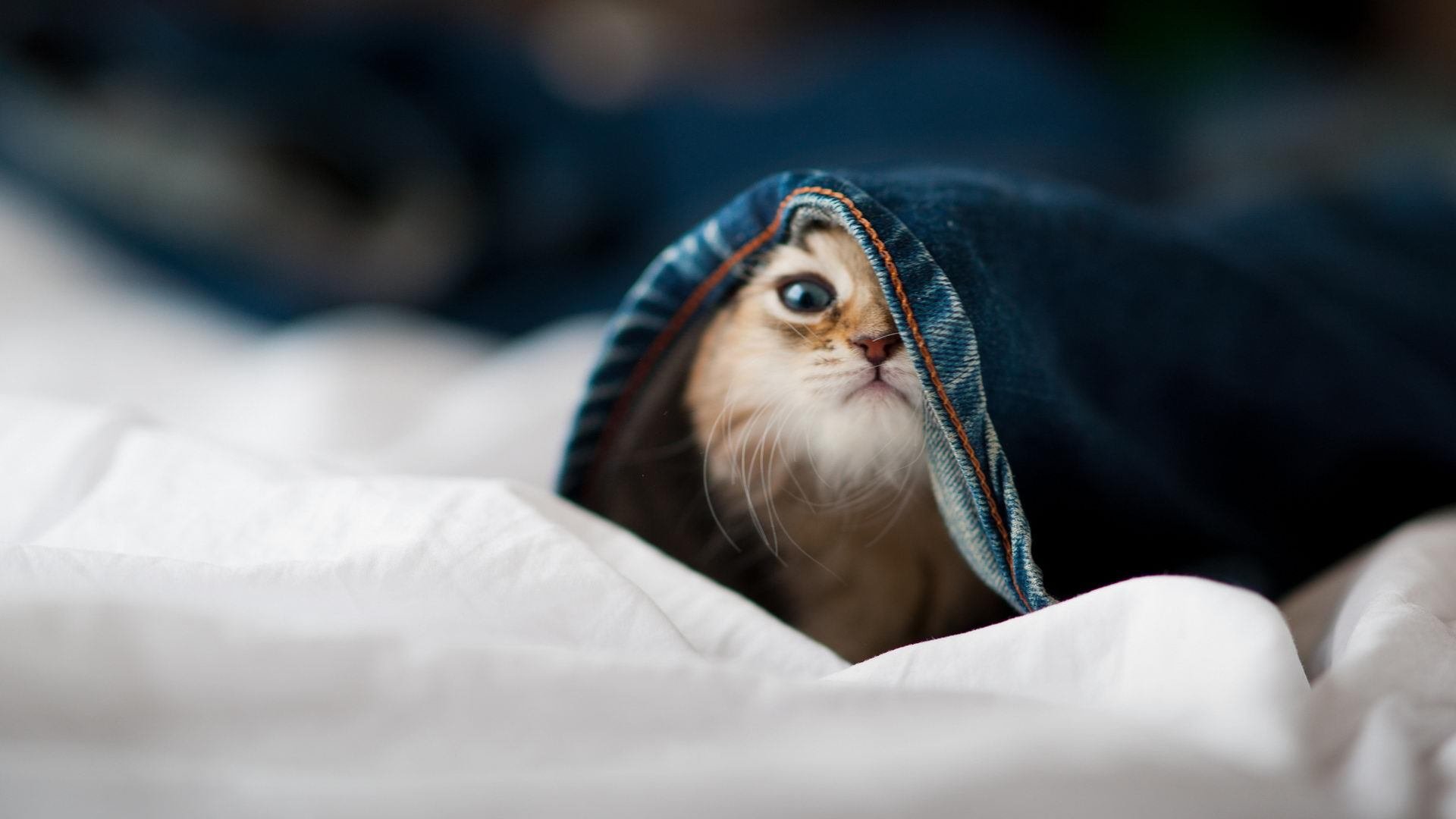 体育新闻中心发布全民健身线上竞赛平台试运行公告，全民健身日线上活动