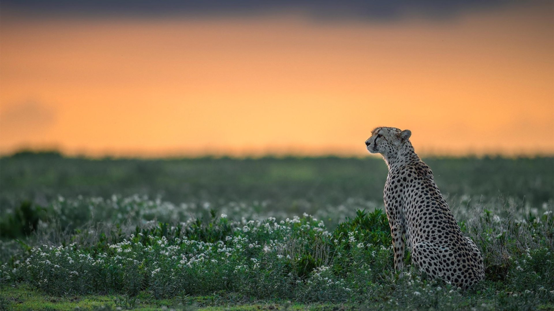 kaiyun网站-卢旺达男篮在非洲预赛中奋勇迎战，梦想奥运