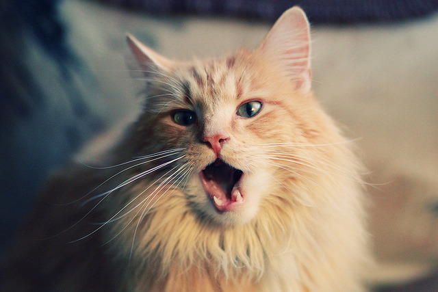 开云体育APP下载-黎巴嫩男篮在西亚锦标赛中拼搏不止，冲击奥运席位，男篮黎巴嫩冲突视频