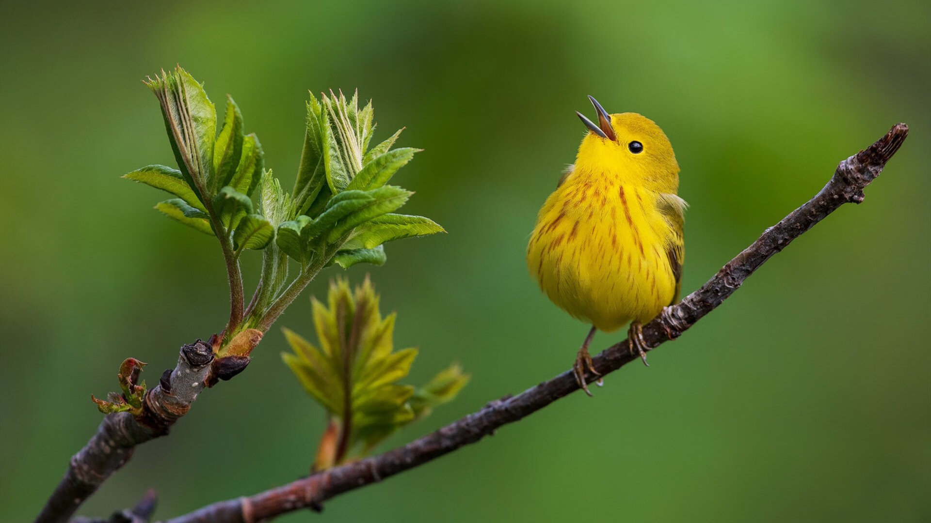 开云官方网页登录-魔术防守端提高积极性迫使对方失误，魔术师防守一阵